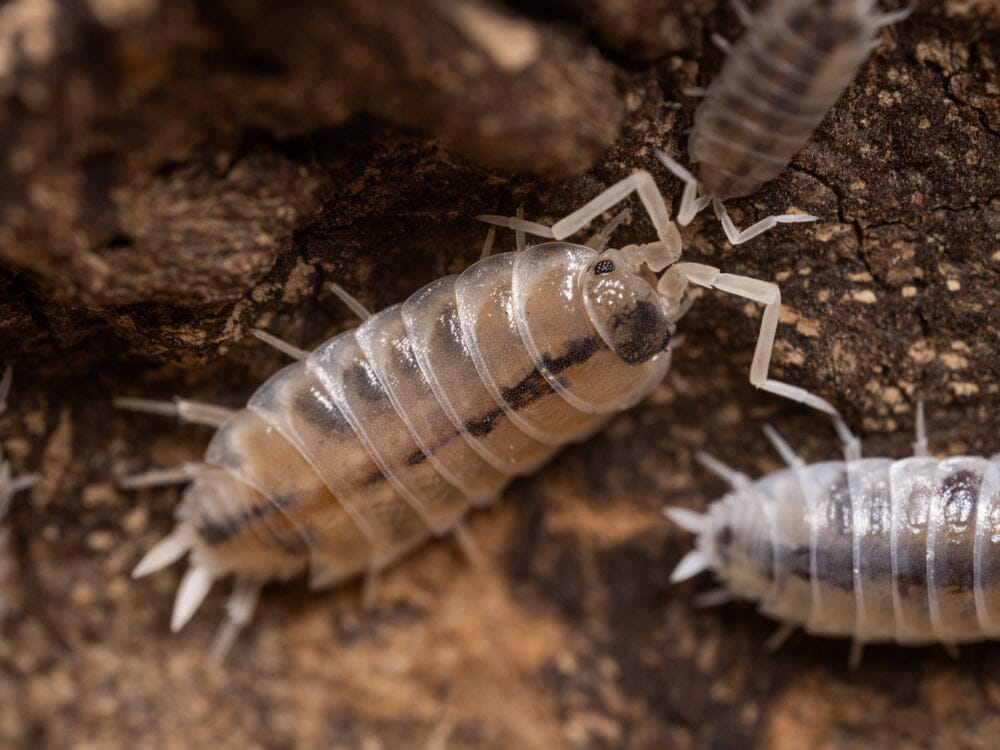 Isopods For Sale
